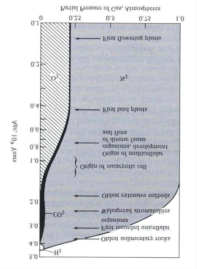 Η ανάπτυξη της έμβιας