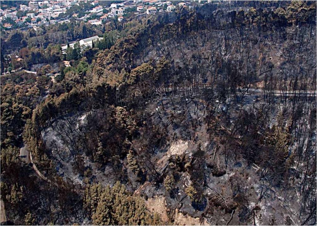 Η δασική φυλλάδα και η οργανική ουσία του εδάφους (στα ανώτερα 10 15 cm).
