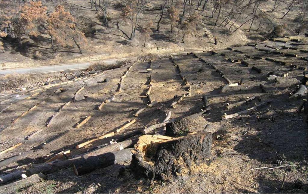 Συνολικά κατασκευάστηκαν 25 ξύλινα κορμοφράγματα