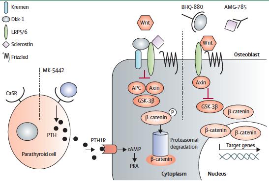 anti-sclerostin (AMG-785, romosozumab), anti-dkk1 (BHQ880) Choi et al,