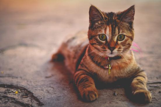 ΤΑΧΥΔΡΟΜΙΚΗ ΔΙΕΥΘΥΝΣΗ LeishVet Veterinary
