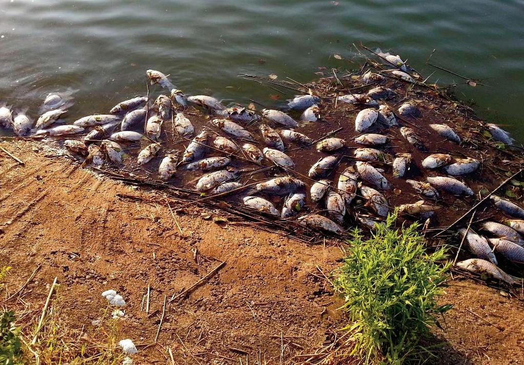 ENVIROSLOVENSKO Environmentálna krimi Environmentálna kriminalita predstavuje relatívne nový druh trestnej činnosti proti životnému prostrediu, ktorú trestný poriadok začal riešiť v deväťdesiatych
