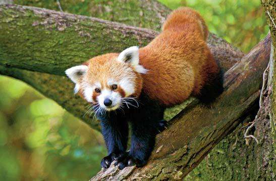 REZORTNÉ ORGANIZÁCIE MŽP SR Novodobá Noemova archa Najstaršou (vznikla v roku 1955) a zároveň aj dodnes najnavštevovanejšou zoologickou záhradou na Slovensku je Zoologická záhrada Bojnice.