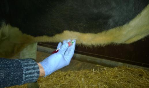 laboratoriniams tyrimams; kraujo ėmimo procesas neįtakojamas ėmimo paklaidų, nes yra standartizuotas.