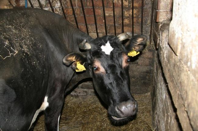35 pasireiškia tokie reprodukcijos sutrikimai kaip slapta ruja, nuovalų uţsilaikymas. Vario trūkumas daţniau pasitaiko ūkiuose, kur vyrauja smėlinga ir durpinga dirva.