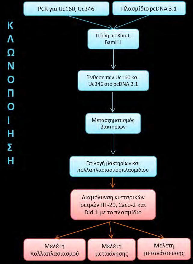 2.4. Λειτουργική μελέτη των T-UCRs σε καρκινικές κυτταρικές σειρές παχέος εντέρου Στο σχήμα 2.