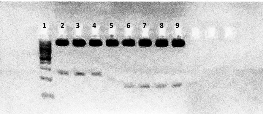 φασματοφωτόμετρο Nanodrop-1000 (NanoDrop, Fisher Thermo, Wilmington, DE, USA). 2.4.1.11.