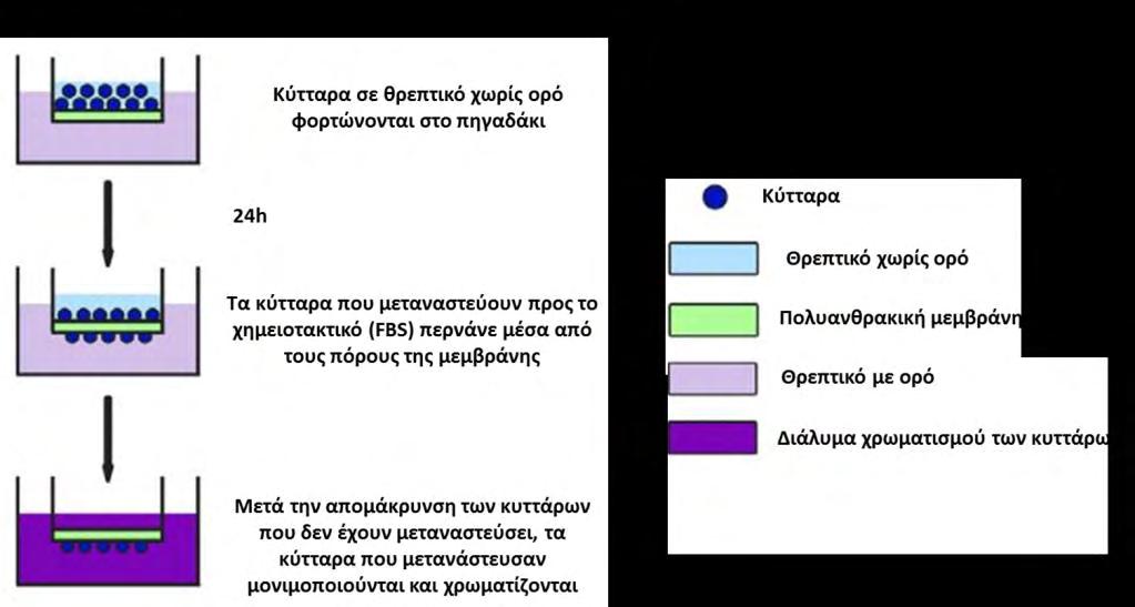 Σχήμα 2.21. Σχηματική απεικόνιση της μεθόδου transwell migration. Η μετανάστευση μελετήθηκε στα DLD-1 κύτταρα, καθώς ήταν τα πιο μεταναστευτικά σε σχέση με τις άλλες δύο κυτταρικές σειρές.