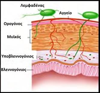 Σχήμα 1.3. Σχηματική απεικόνιση των στρωμάτων του παχέος εντέρου. 1.3. Φλεγμονώδεις νόσοι του εντέρου Η ιδιοπαθής φλεγμονώδης νόσος του εντέρου περιλαμβάνει τη νόσο του Crohn και την ελκώδη κολίτιδα.