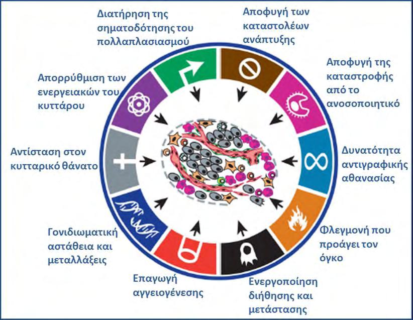 ανακαλύπτεται ο διηθητικός καρκίνος, υπάρχει γύρω του αδενωματώδης ιστός. Η ανάπτυξη των αδενωμάτων προηγείται μερικά χρόνια αυτής του κολοορθικού καρκίνου.