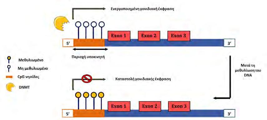 Σχήμα 1.15. Σχηματική παράσταση της αποσιώπησης της γονιδιακής έκφρασης λόγω μηχανισμών μεθυλίωσης (El Bairi et al., 2018).