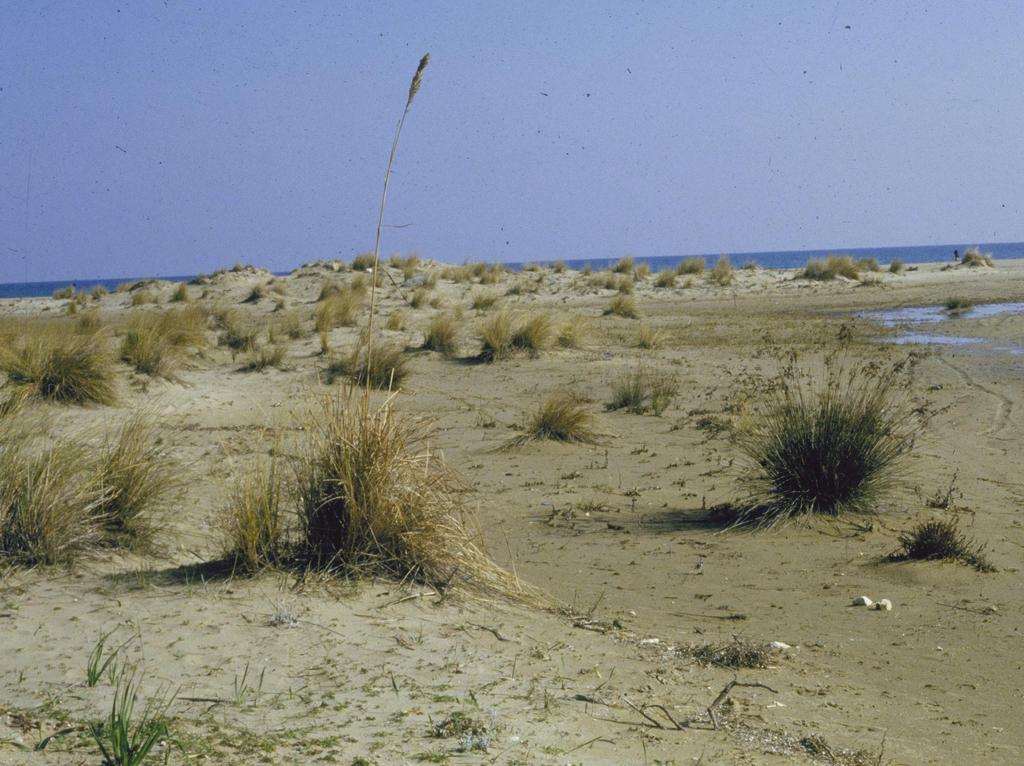 Αιολικές αποθέσεις θαλάσσιας άμμου στην παραλία του δάσους της Στροφιλιάς της ΒΔ