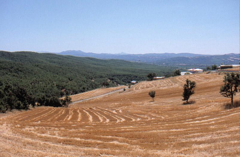 Εκχερσώσεις