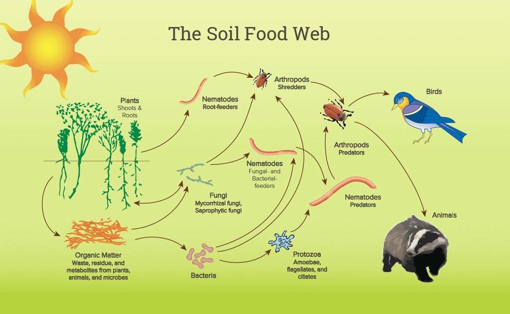 3. Βιολογικές διεργασίες Οι οργανισμοί του εδάφους συνθέτουν ένα πολύπλοκο τροφικό πλέγμα με συγκεκριμένες τροφικές σχέσεις, το οποίο καθορίζει τα χαρακτηριστικά σημαντικών διεργασιών