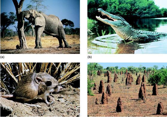 Είδη με σημαντικές επιδράσεις στη δομή του τοπίου α) Οι αφρικανικοί ελέφαντες ελέγχουν την έκταση της κάλυψης των δέντρων σε μερικά τοπία.