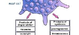 procesa: amini (histamin, 5-HT) lipidi (prostaglandini,