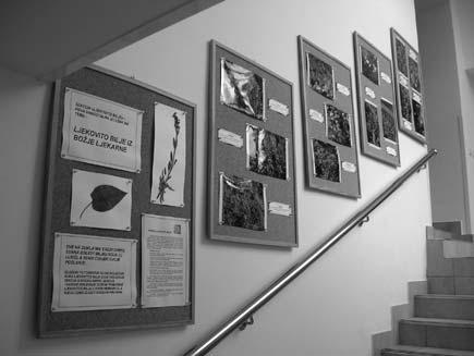 10 Sekcija Ljekovito bilje i zdravo æivljenje Sekcija "Ljekovito bilje i zdravo æivljenje" Izvjeπtaj o radu za razdoblje od 15.06. do 15.09.2008.