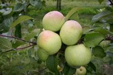 dus- ja keskkonnainstituudi Polli Aiandusuuringute Keskuses uuritakse õunapuude viljelemist mahekultuurina, kus ei kasutata keemilisi taimekaitsevahendeid. Õunapuude ohukaim haigus on kärntõbi.