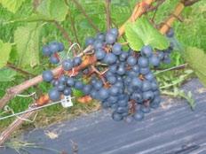 Viinamarjakasvatus Eestis. Arengud ning probleemid Kadri Karp, EMÜ Aianduse Instituut Eesti viinamarjakasvatusel on kaks suunda: laua- ja veinimarjade tootmine.