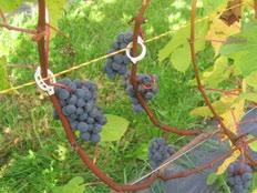 on saagikus ja veinid aastati erinevad, kuid veini pikk realiseerimisaeg võimaldab vähendada loodusest tingitud riske ja saada sissetulekut ka saagivaesel aastal.