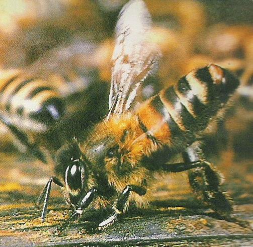 Ενδέχεται σε ήπιες καταστάσεις άµυνας του µελισσιού να εκκρίνεται η 2-επτανόνη (εικόνα 25) για να βρίσκονται οι µέλισσες σε ετοιµότητα.