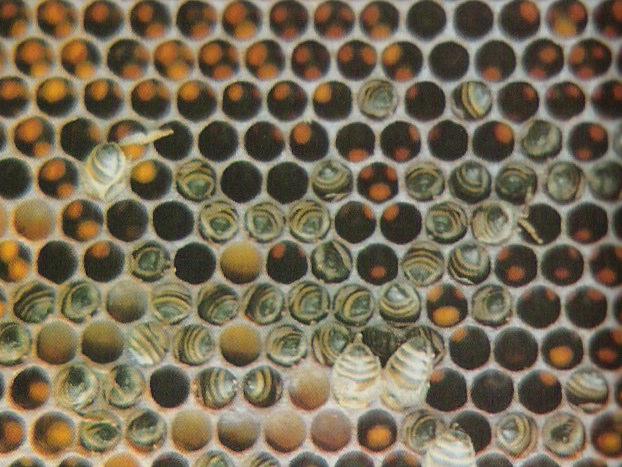 Μελισσοκοµικοί χειρισµοί 3.