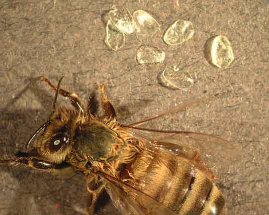 Μελισσοκοµικά προϊόντα Εικόνα 86. Λέπια κεριού όπως παράγονται από τους κηρογόνους αδένες της µέλισσας. Το κερί αποτελεί το δεύτερο σηµαντικότερο µελισσοκοµικό προϊόν από οικονοµικής πλευράς.
