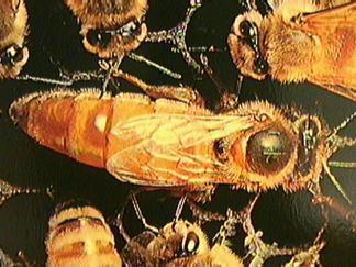 Βιολογικός κύκλος & κοινωνία µελισσών 3. Η ΚΟΙΝΩΝΙΑ ΤΩΝ ΜΕΛΙΣΣΩΝ Το µελίσσι θα πρέπει να αντιµετωπίζεται σαν µια οντότητα, καθώς κάθε µέλισσα δε µπορεί να επιβιώσει µόνη της.