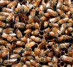 Βιολογικός κύκλος & κοινωνία µελισσών Εικόνα 7. Εργάτριες µέλισσες. Εικόνα 8. Κηφήνας. 4.