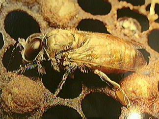 Οι µέλισσες κτίζουν τις κηρήθρες κολλώντας τις στην οροφή της φωλιάς, τη µια παράλληλα προς την άλλη και µε απόσταση περίπου 1 cm τη µια από την άλλη.