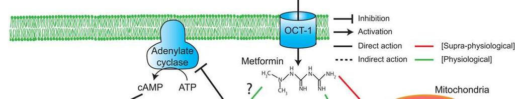 Μηχανισμοί δράσης Μετφορμίνης ΗΠΑΡ