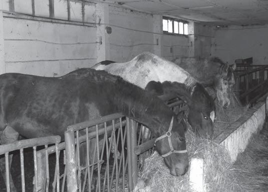 Bola by to pre ne možnosť Kačky... spoznať tradičné obrazy slovenského vidieka, ktoré sú pre dnešnú generáciu už neznáme. Ponúkli by sme im aj výlety na koči do blízkeho okolia.