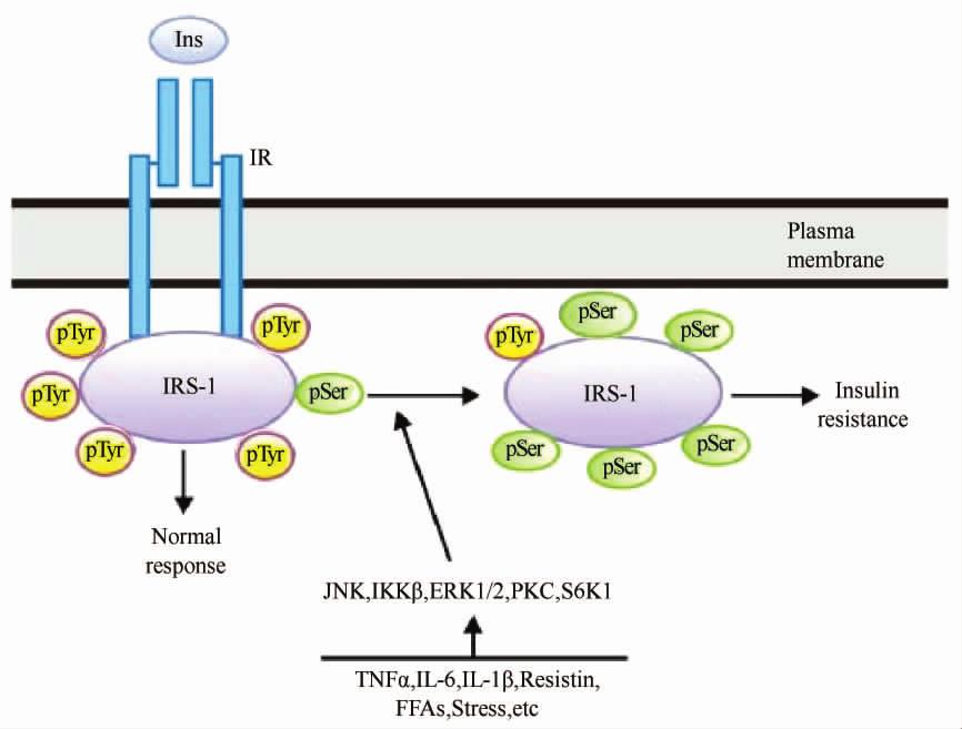 694 28 Fig 1 Inflammatory signaling interferes with insulin-receptor signaling by serine / threonine phosphorylation of IRS-1 IRS-1 interacts with the juxtamembrane domain of the IR which