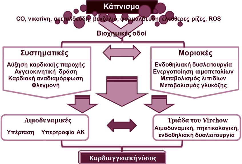 Εικόνα 4: Επισκόπηση των οδών που συνδέουν το κάπνισμα με την παθοφυσιολογία της καρδιαγγειακής νόσου (Kitami and Ali 2012) ΠΑΘΟΦΥΣΙΟΛΟΓΙΚΟΙ ΜΗΧΑΝΙΣΜΟΙ ΠΟΥ ΣΥΝΔΕΟΥΝ ΚΑΠΝΙΣΜΑ ΚΑΙ ΚΑΡΔΙΑΓΓΕΙΑΚΕΣ
