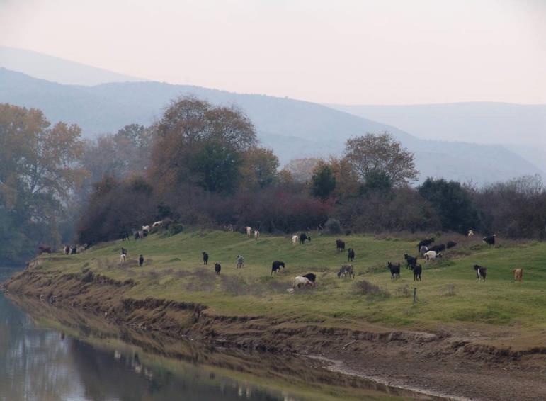 Βασικές απειλές για τα παραπήνεια δασικά