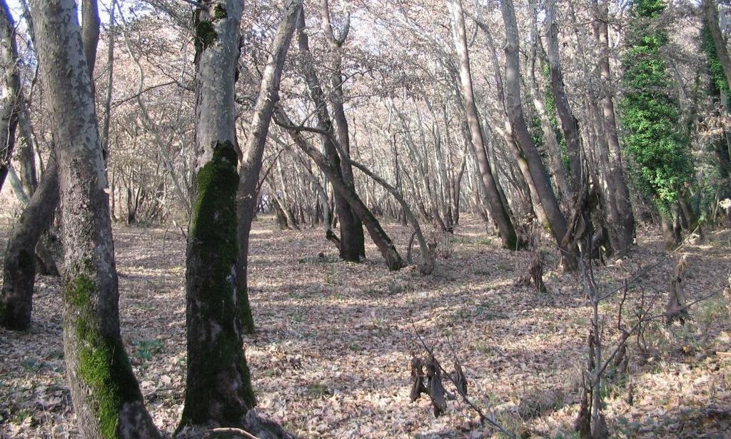 Τα δάση Πλατάνου είναι καλά συγκροτημένα, με κάλυψη έως 80% και ύψος δέντρων μέχρι 25 μέτρα.