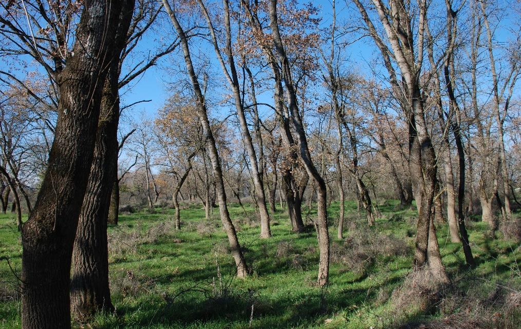 κυρίως, από Νεροφράξο, πεδινή Φτελιά (καραγάτσι), χνοώδη ποδισκοφόρο Δρυ (βελανιδιά).