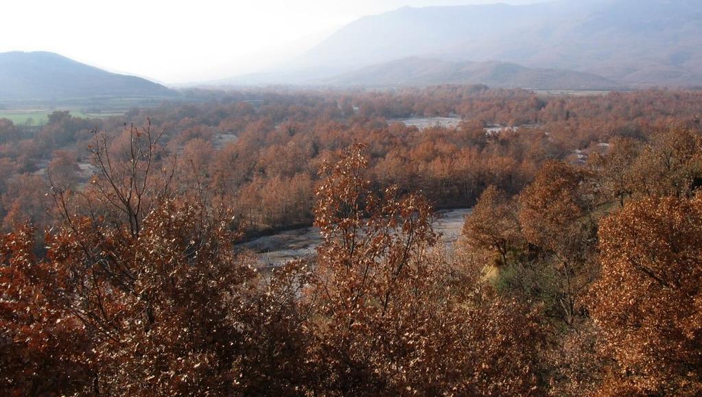 ΥΓΙΕΙΝΗ ΚΑΤΑΣΤΑΣΗ ΚΑΙ ΔΥΝΑΜΙΚΗ Τα δάση Πλατάνου του αρχικού τμήματος (περιοχή Καλαμπάκας), συνολικής έκτασης