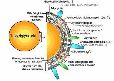 Mliečne lipidy Zmes lipidov, majoritné sú triacylglyceridy zložené z 3 mastných kyselín a glycerolu (viazané esterickou väzbou) Zloženie lipidov závisí od druhu