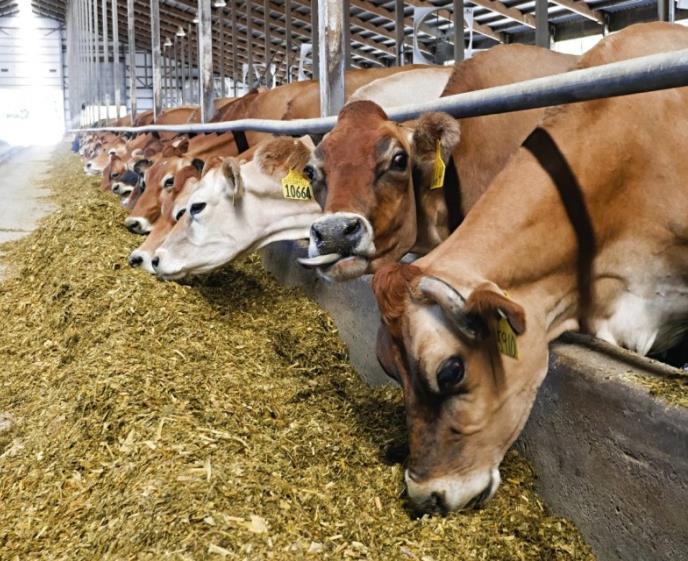 Siláž Zelené krmivo získané kyslomliečnou fermentáciou z rastlinných zdrojov na to určených, alebo odpadu iných výrob kukurica, pšenica,