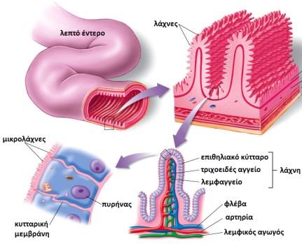 Επιθηλιακός ιστός: Μικρολάχνες Επιθηλιακός ιστός: Αδένες Τα επιθηλιακά κύτταρα του λεπτού εντέρου φέρουν πολυάριθμες μικρολάχνες.
