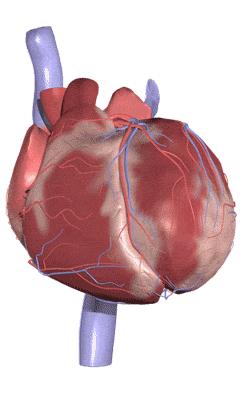 μας. Ο μυϊκός ιστός της καρδιάς