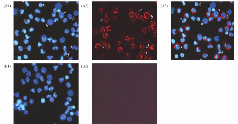 1 51 Fig 1 Immunofluorescence of bone marrow 400 White blood cells were isolated from human bone marrow adjusted to 1 10 8 / ml in PBS and divided into two groups control group B and sample A All