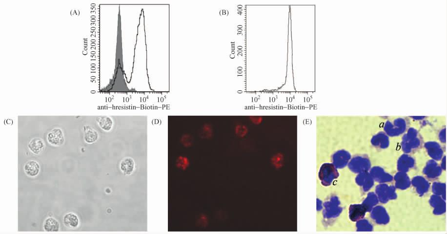 for 5 min with 5% BSA in PBS to block the nonspecific binding 4 Antibody and dye were added to each group respectively The cell nuclei were stained with hoechest33258 in blue and resistin-positive
