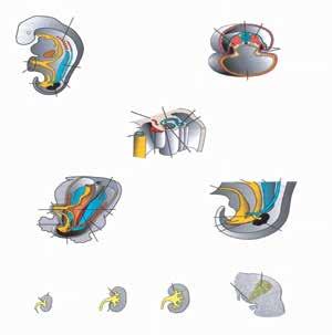 Κεφάλαιο 1 Εμβρυολογία - Ανατομία Ουροποιογεννητικού Συστήματος 3 Διάμεσο μεσόδερμα με μεταμερή διάταξη (πρόνεφρος) Διάμεσο μεσόδερμα Νευρικός σωλήνας Παραξονικό μεσόδερμα Λεκιθικός πόρος Αλλαντοΐδα