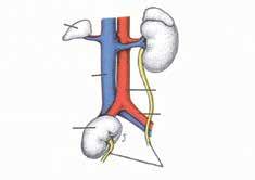 4 Ουρολοιμώξεις στη Γυναίκα Επινεφρίδιο Κάτω κοίλη φλέβα Αορτή Πυελικό νεφρό Κοινή λαγόνια αρτηρία Ουρητήρες Εικόνα 1.