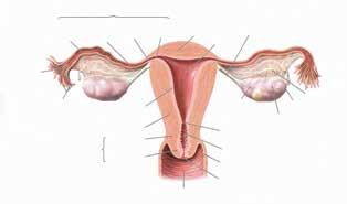 Κεφάλαιο 1 Εμβρυολογία - Ανατομία Ουροποιογεννητικού Συστήματος 11 Ανατομία του Γεννητικού Συστήματος Θήλεος Ωοθήκη Όπως οι όρχεις στους άνδρες, έτσι και οι ωοθήκες στις γυναίκες διαπλάθονται ψηλά