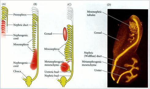 Ανάπτυξη του νεφρού Κέφαλο-ουραία ανάπτυξη του διάμεσου μεσοδέρματος Νεφροτόμια Τρία διαφορετικά συστήματα νεφρών: α)