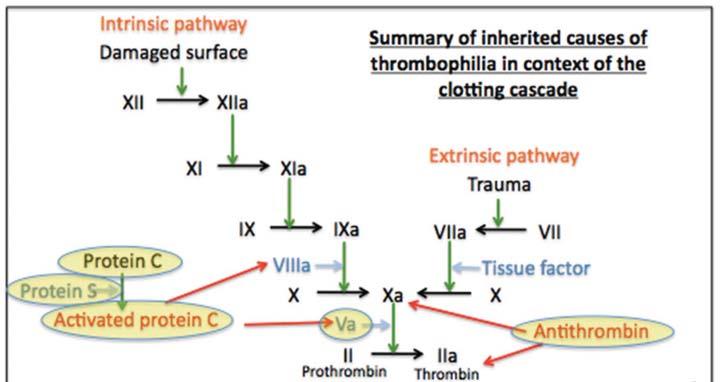 Κεφάλαιο 13 Διαταραχές Αιμόστασης 295 ΣΧΗΜΑ 13-15 Παθοφυσιολογικοί μηχανισμοί συγγενούς θρομβοφιλίας Σημειώνεται ανεπάρκεια AT, Pr C, Pr S, ως και η μετάλλαξη του F V (Leiden) PrS που δρα σαν