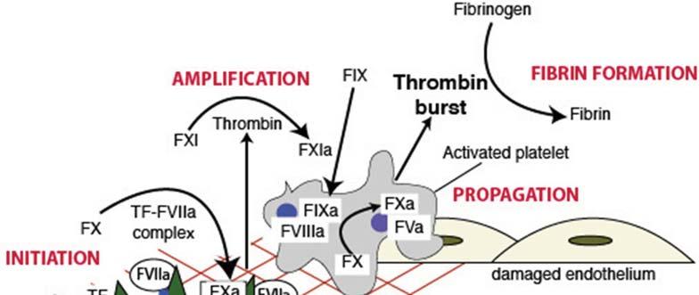 Κεφάλαιο 13 Διαταραχές Αιμόστασης 279 των ενεργοποιημένων αιμοπεταλίων, σχηματίζει το σύμπλεγμα προθρομβινάσης (FVa/FXa/Ca 2+ /Pl), το οποίο επάγει τη μετατροπή της προθρομβίνης (FII), που βρίσκεται